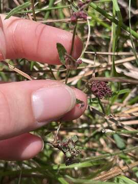 Image of Chinese raspwort