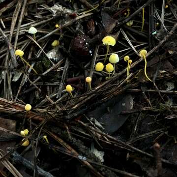 Image of Mycena oregonensis A. H. Sm. 1936