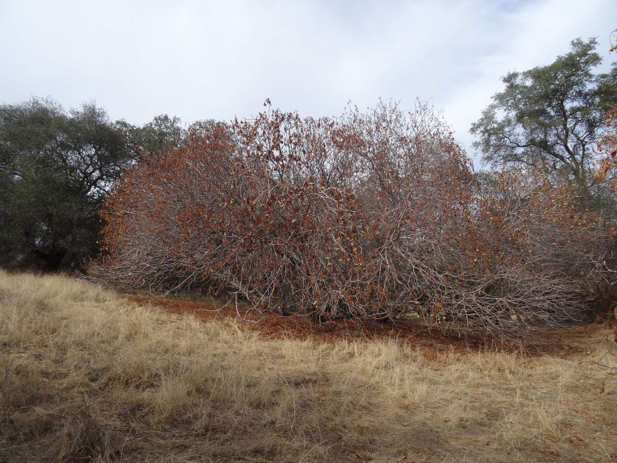 Image de Pavier de Californie