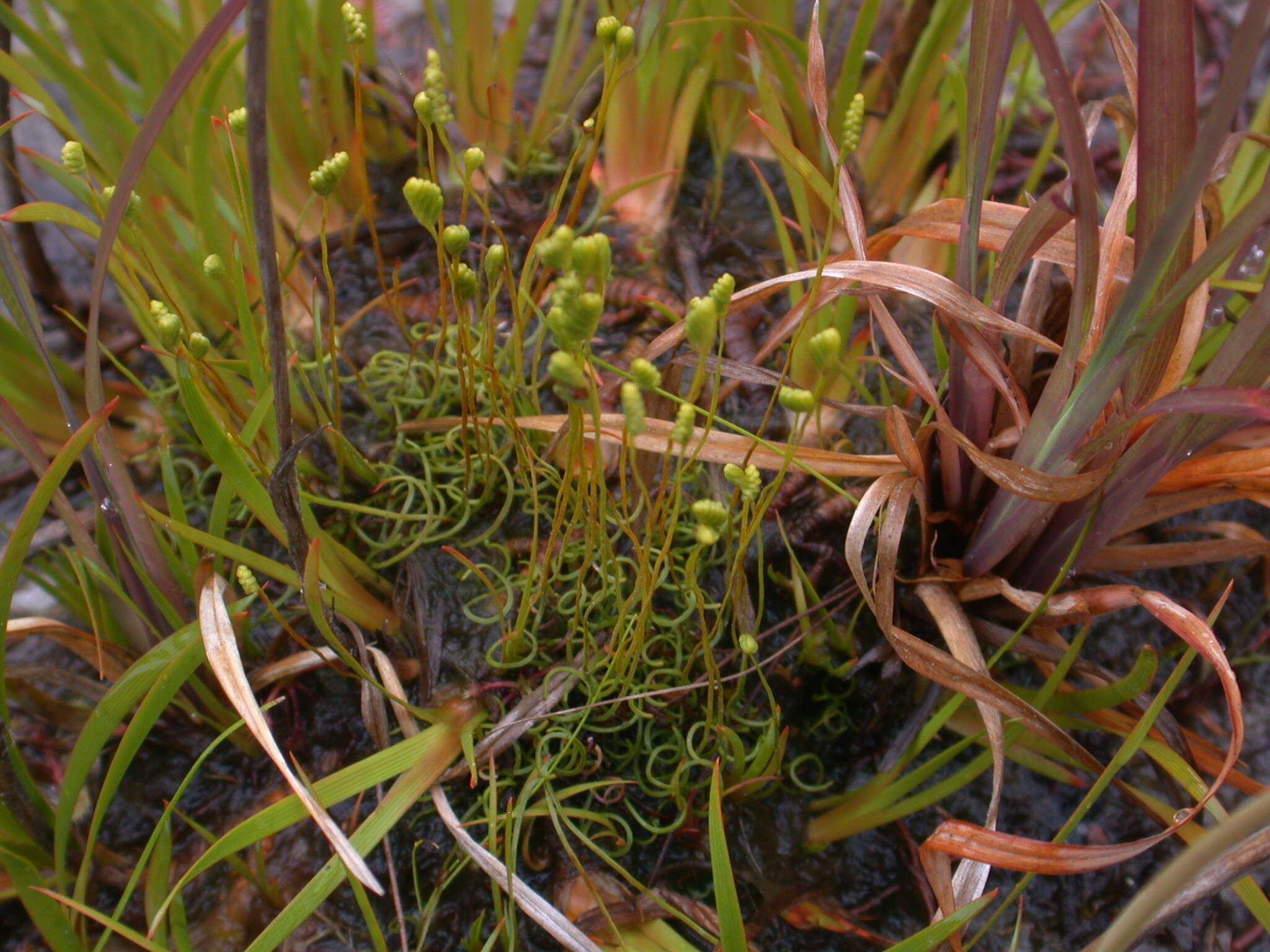 Image of little curlygrass fern