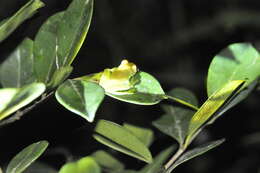 Image of Green Bright-eyed Frog