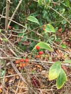 Image of thicket wild coffee