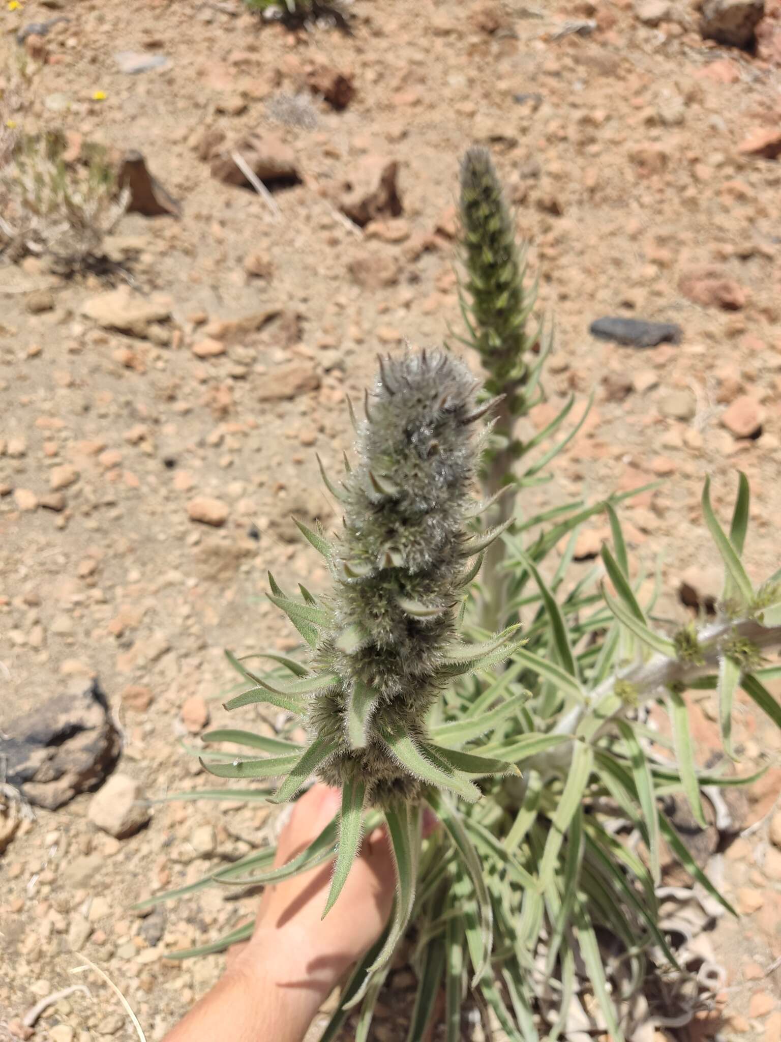 Слика од Echium auberianum Webb & Berth.