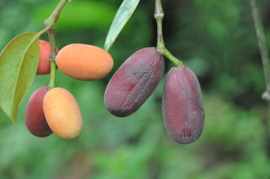 Image of Gnetum leyboldii Tul.