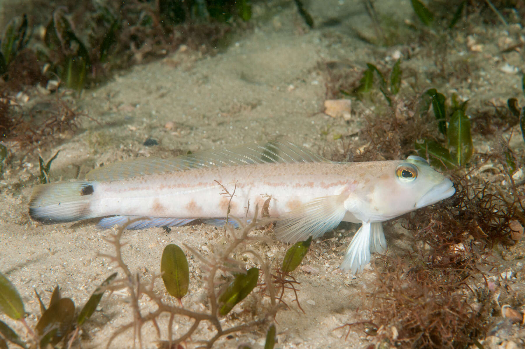 Image of Ramsay&#39;s grubfish