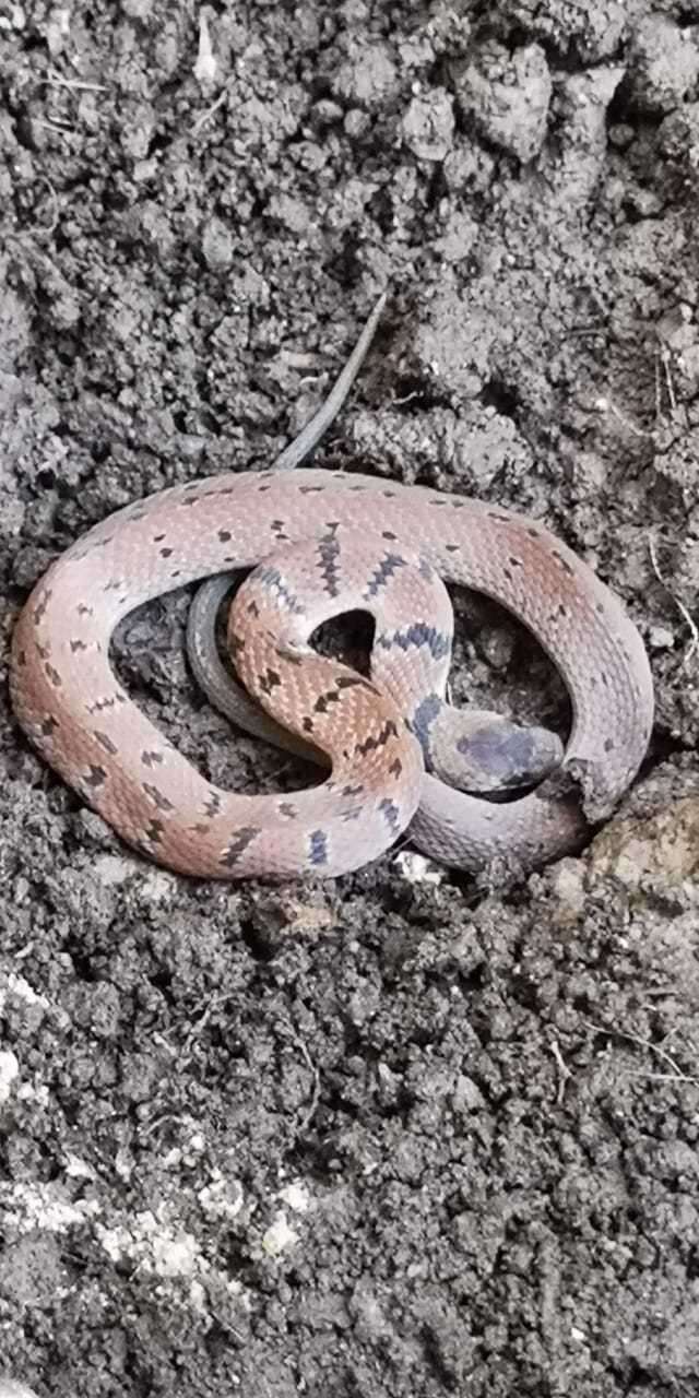 Image of Spotted Coffee Snake