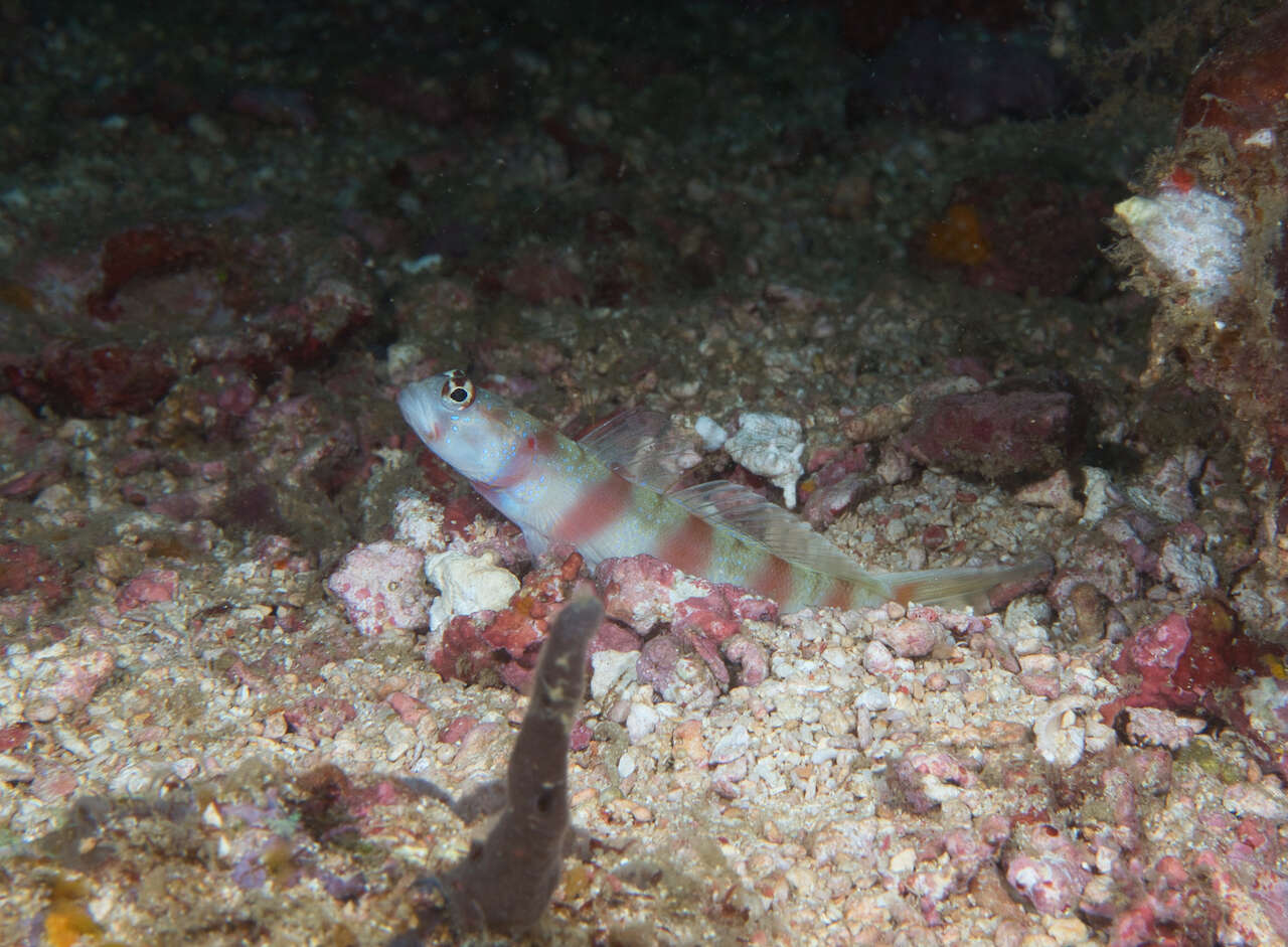 Image of Arcfin shrimpgoby