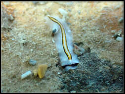 Image of Prosthiostomum trilineatum Yeri & Kaburaki 1920