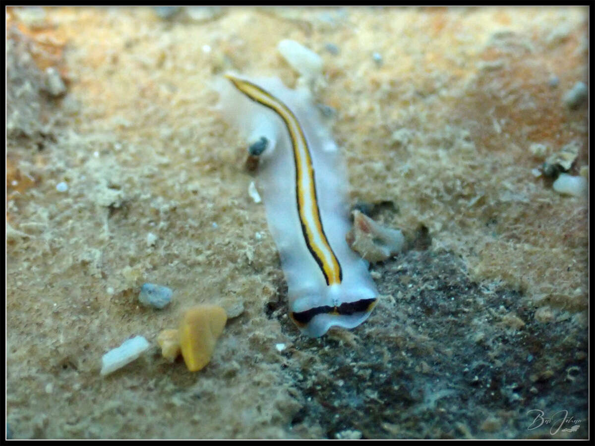 Image of Prosthiostomum trilineatum Yeri & Kaburaki 1920