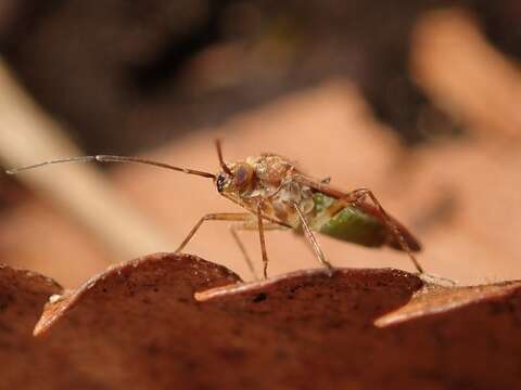 Tinginotum perlatum Linnavuori 1961的圖片