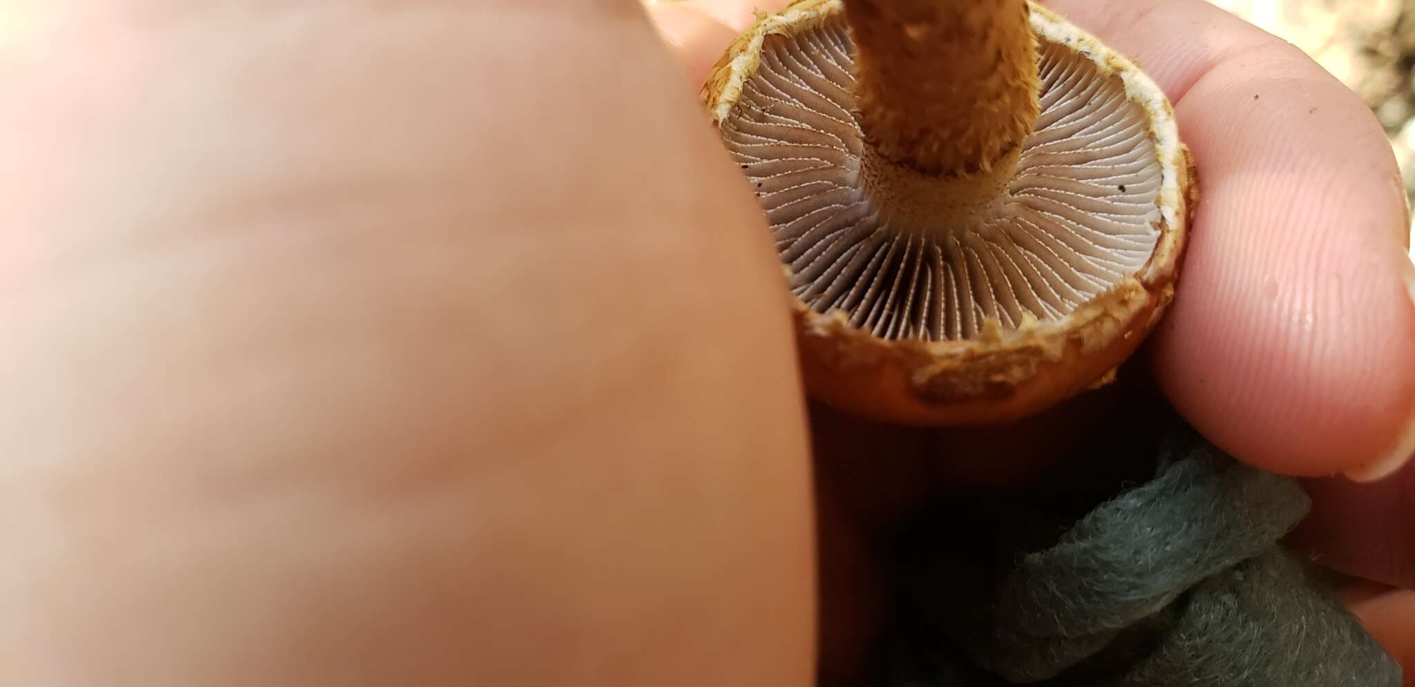 Hemistropharia resmi