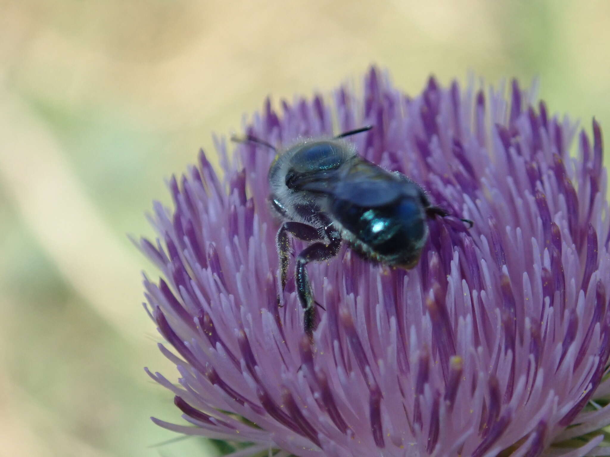 Osmia texana Cresson 1872的图像