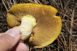 Plancia ëd Suillus occidentalis Thiers 1976