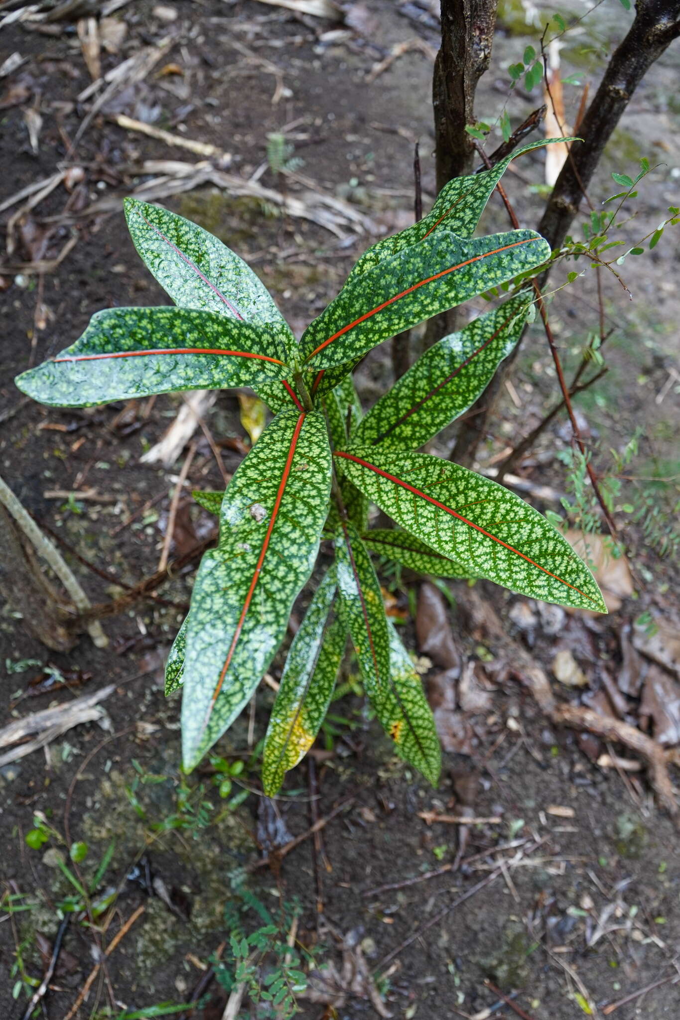 Coptosperma borbonicum (Hend. & Andr. Hend.) De Block resmi