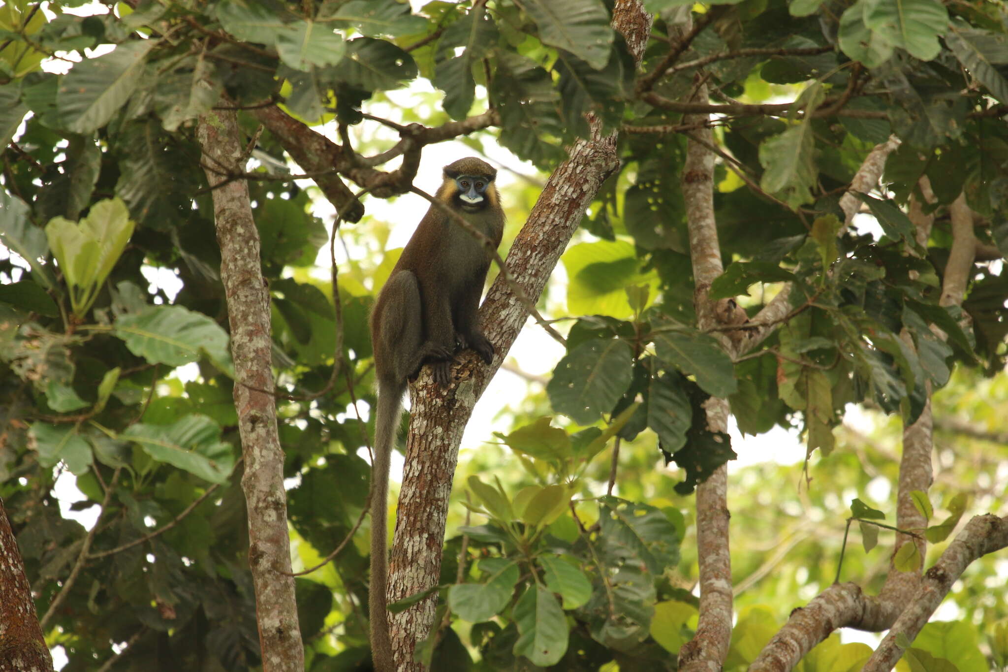 Image of Moustached Guenon