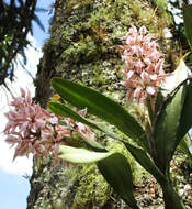 Image of Prosthechea allemanoides (Hoehne) W. E. Higgins