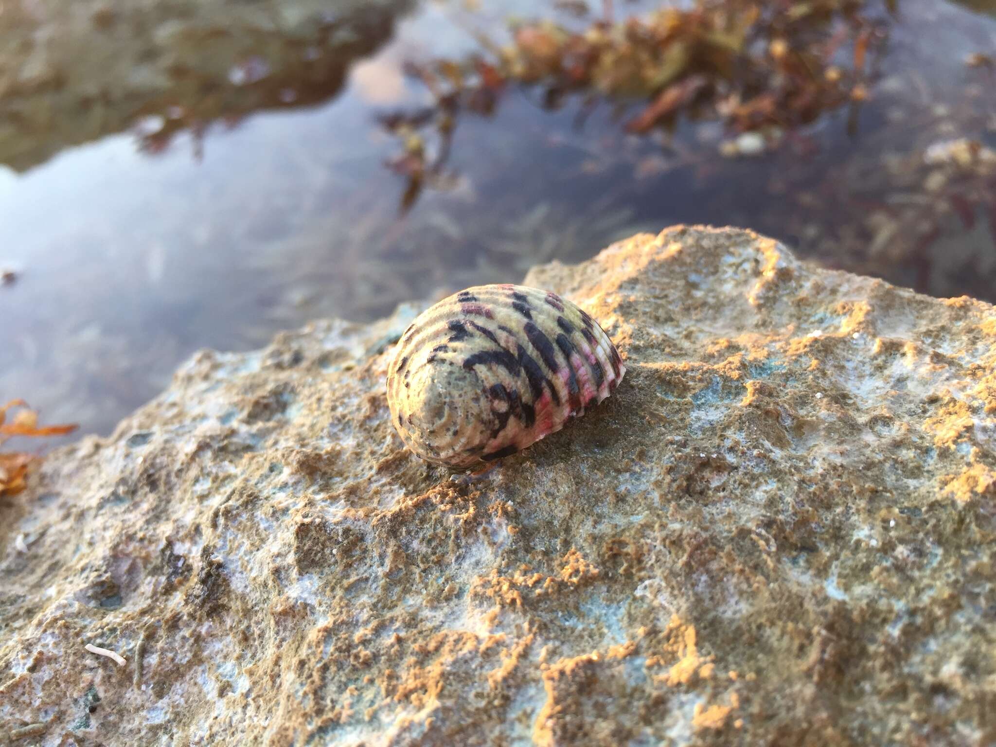 Image of four-tooth nerite