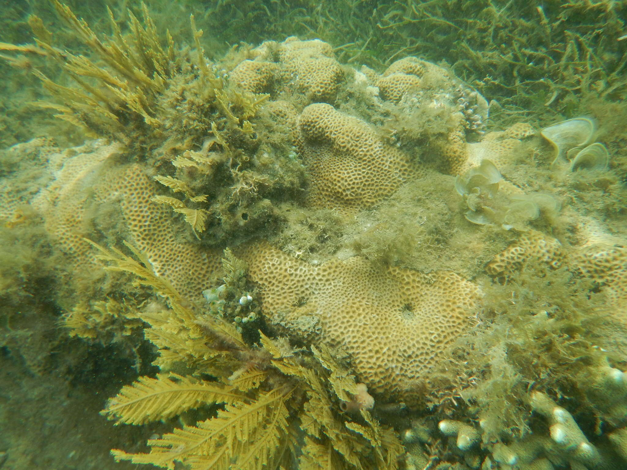 Image of Larger star coral