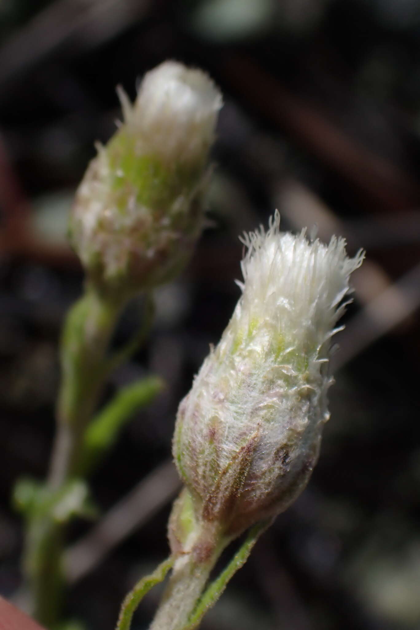 صورة Antennaria suffrutescens Greene