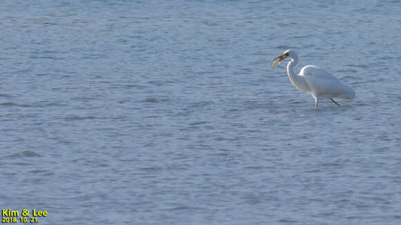 Image of Ardea alba alba Linnaeus 1758