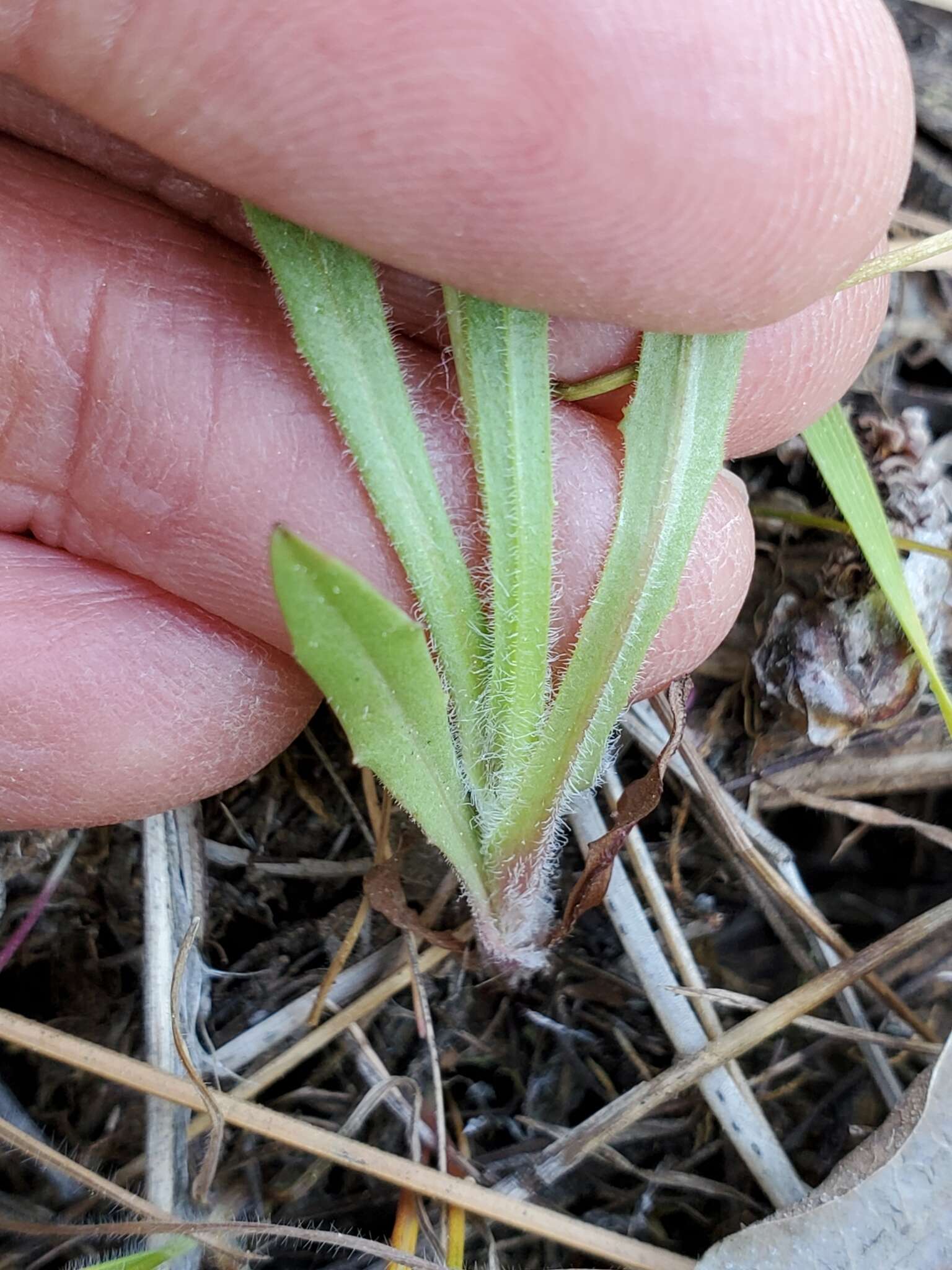 Imagem de Agoseris heterophylla var. heterophylla