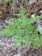 Image of carrotleaf biscuitroot