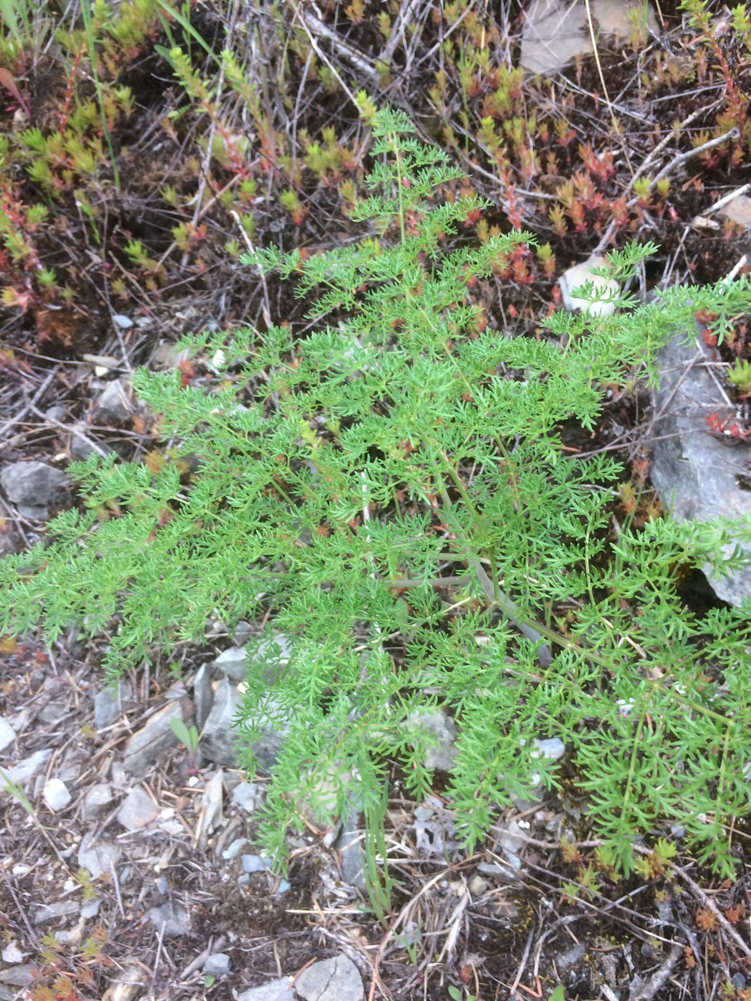 Imagem de Lomatium multifidum (Nutt.) R. P. Mc Neill & Darrach