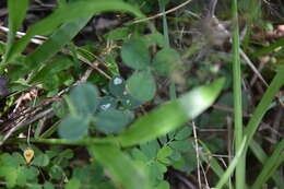 Image of Leaf miner moth