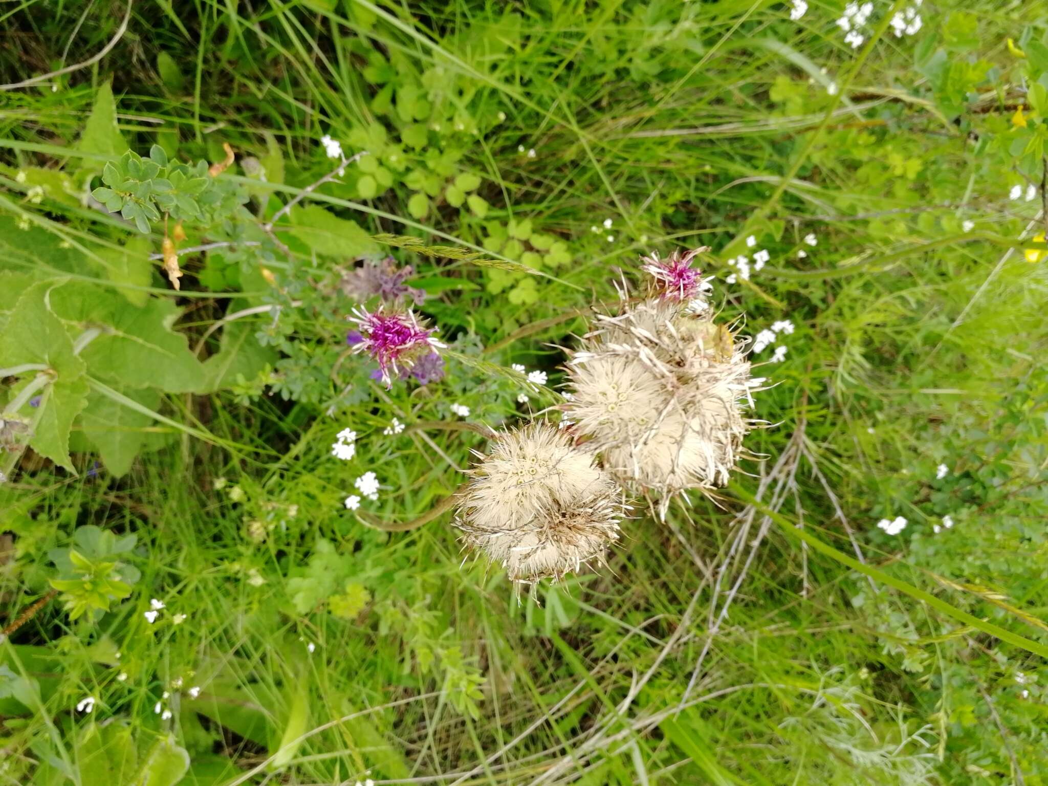 Image of Klasea radiata subsp. gmelinii (Tausch) L. Martins