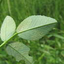 Image of Peronospora meliloti