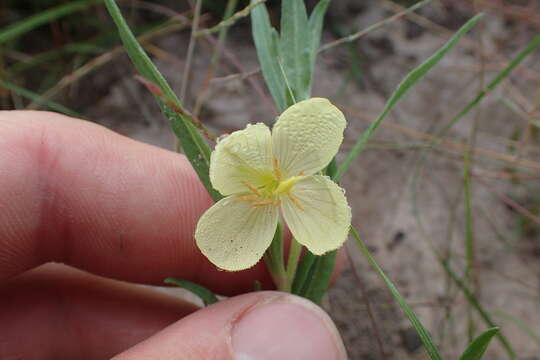 Oenothera spachiana Torr. & Gray resmi