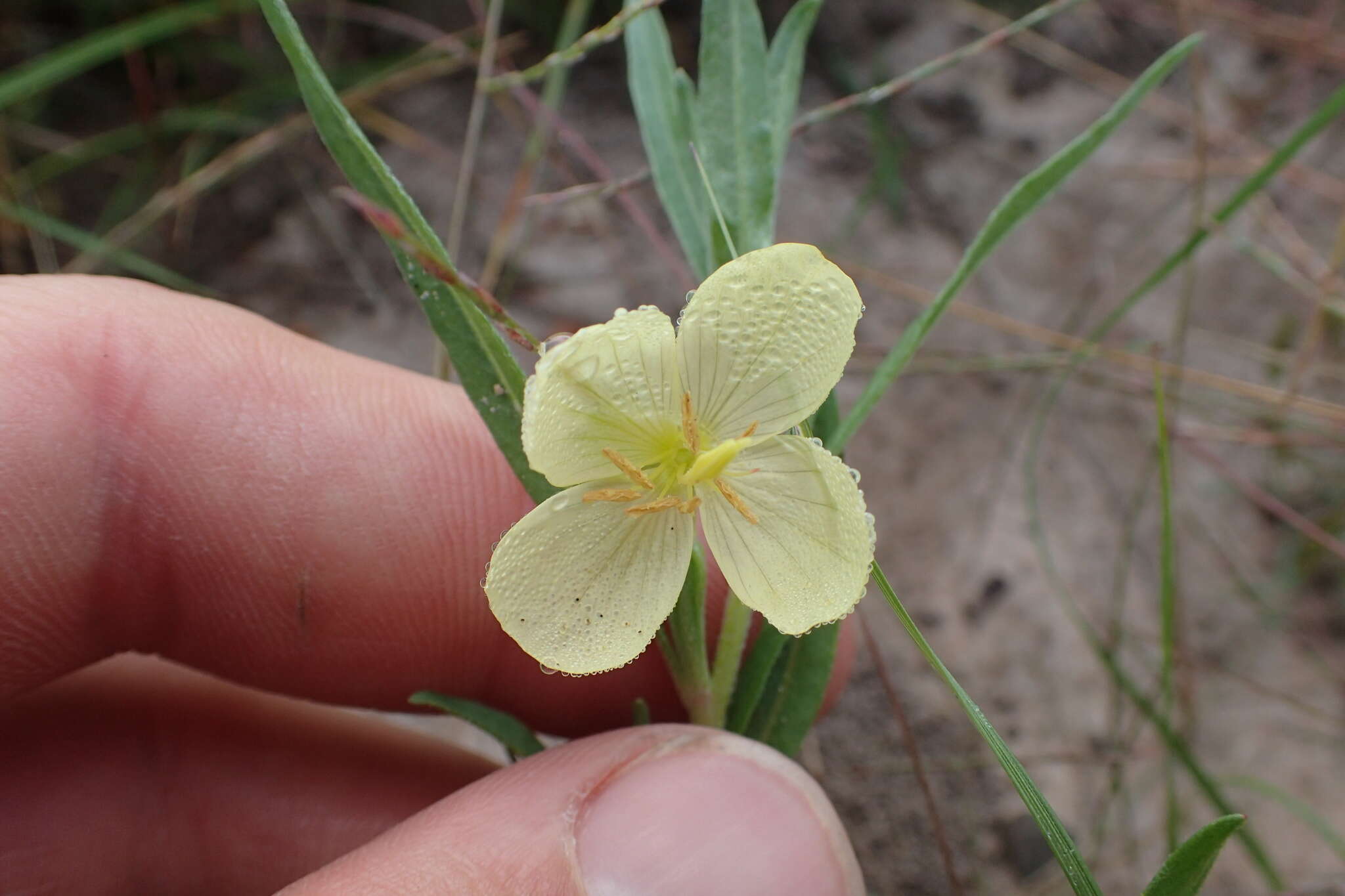 Oenothera spachiana Torr. & Gray的圖片