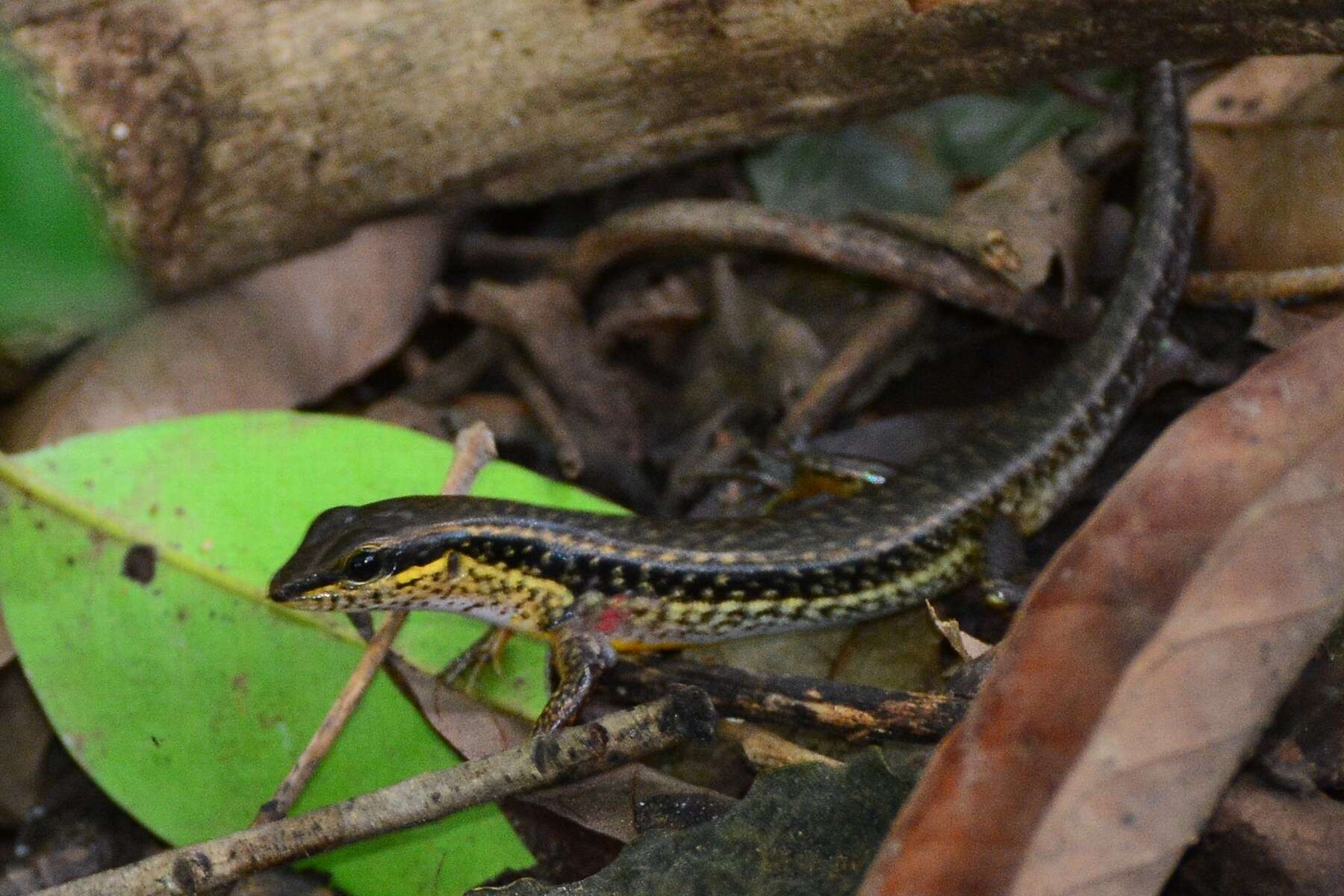 Слика од Sphenomorphus maculatus (Blyth 1853)