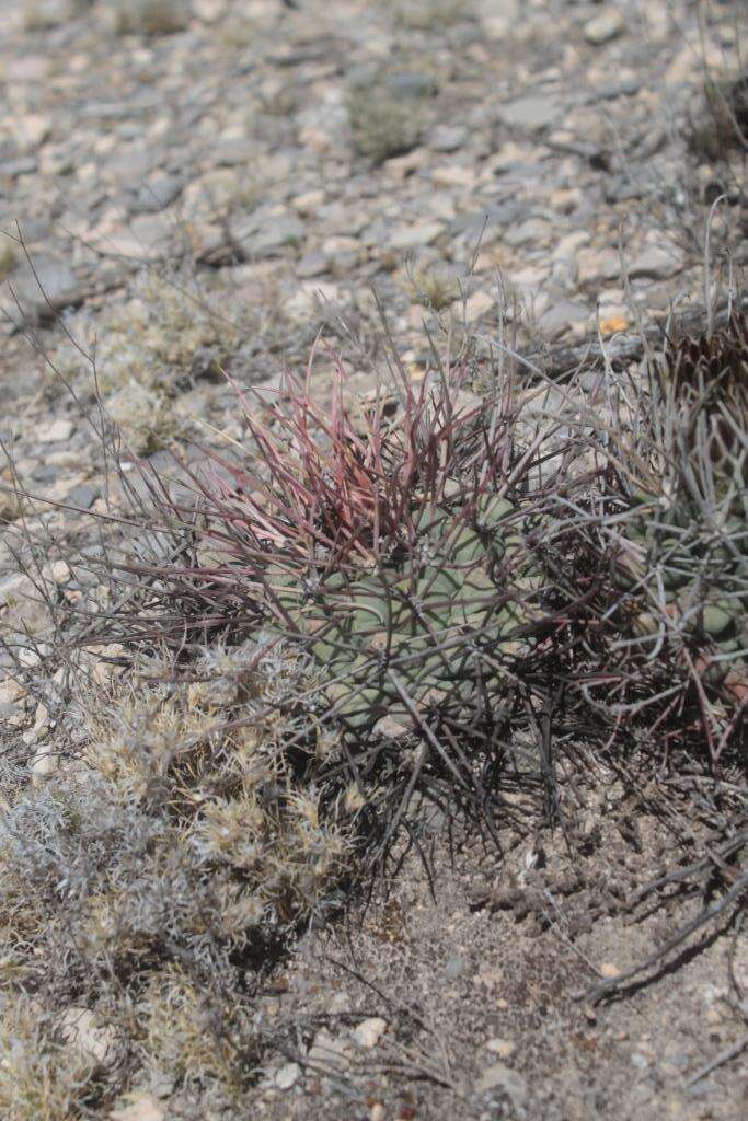 Image of Thelocactus hexaedrophorus subsp. lloydii (Britton & Rose) N. P. Taylor