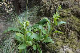 Sivun Senecio matatini subsp. basinudus (Ornduff) Courtney, de Lange & Pelser kuva