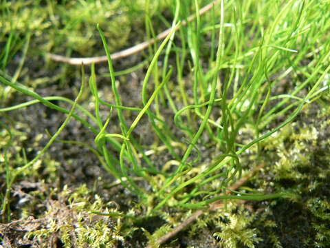 Image of Pillwort