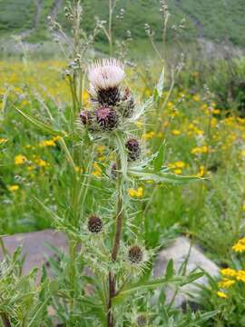 Слика од Cirsium clavatum var. osterhoutii (Rydb.) D. J. Keil