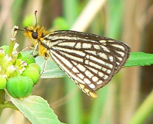 Metisella willemi Wallengren 1857 resmi