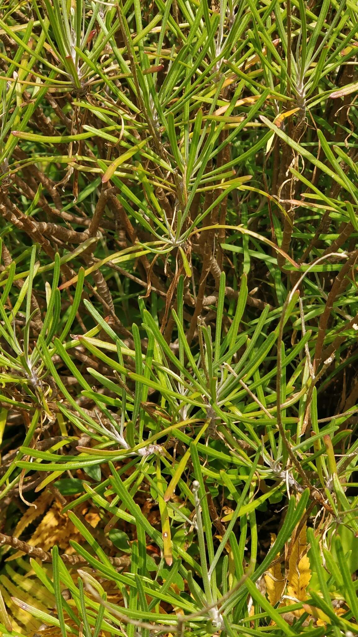 Plantago arborescens subsp. maderensis (Decne.) A. Hansen & Kunk. resmi