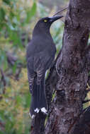 Sivun Strepera versicolor melanoptera Gould 1846 kuva