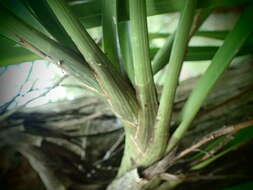 Image of Snake orchid