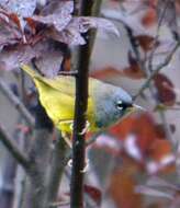 Image of MacGillivray's Warbler