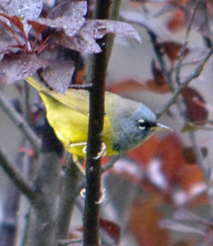 Image of MacGillivray's Warbler