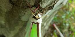 Image of Actias aliena (Butler 1879)