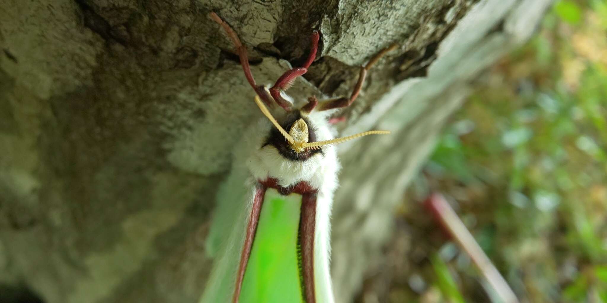 Image of Actias aliena (Butler 1879)