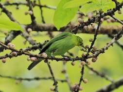 Image of Greater Green Leafbird