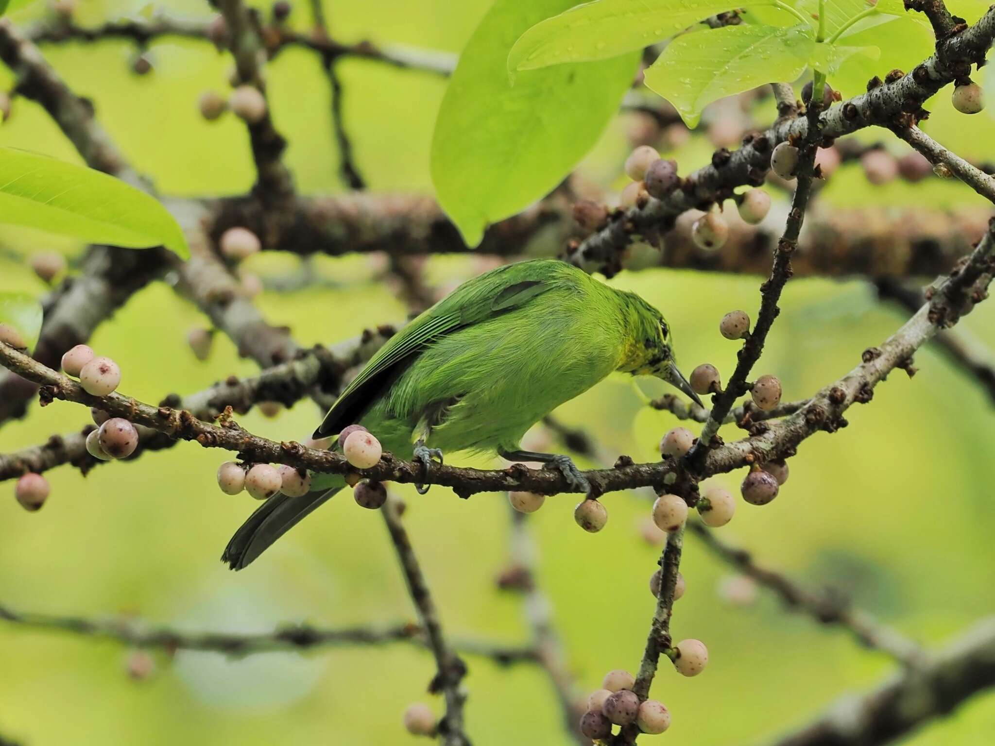 Image of Greater Green Leafbird