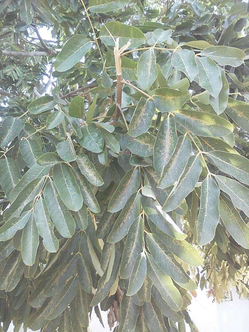 Image of African Mahogany