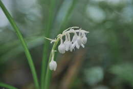 Image of Ophiopogon intermedius D. Don