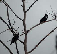 Image of Long-crested Myna